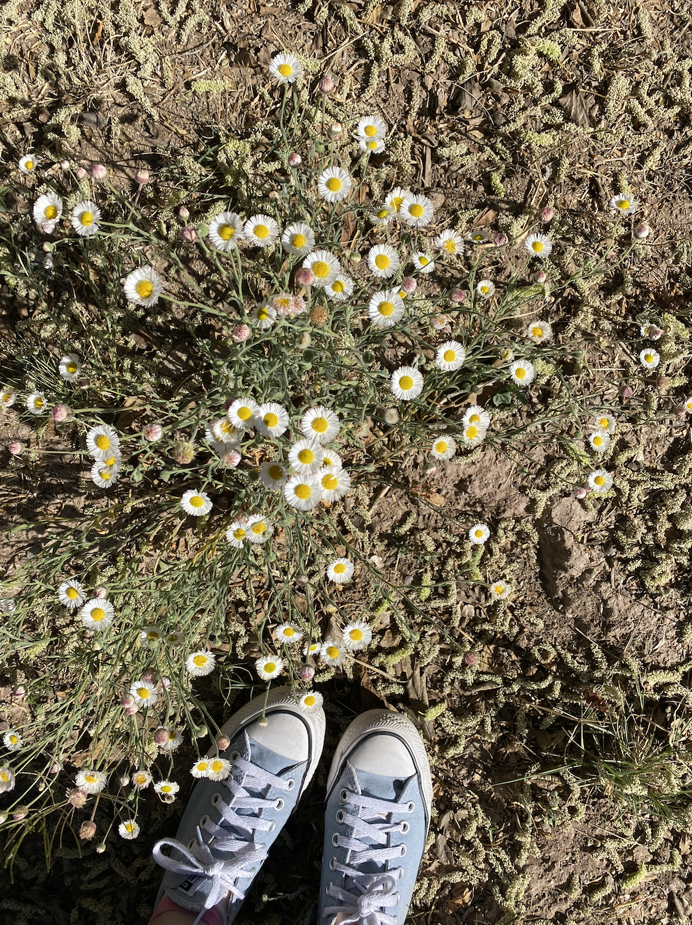 Light blue shoes beside a patch of daisies.