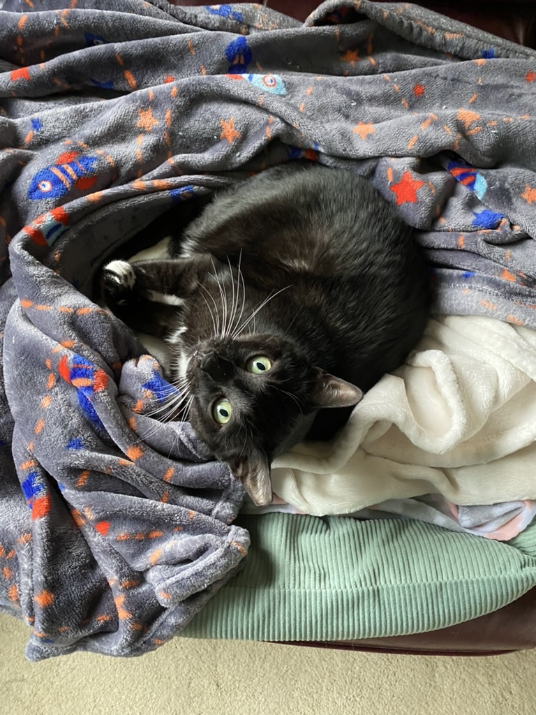 A tuxedo cat in a blanket with a rocket ship pattern in a green bed.