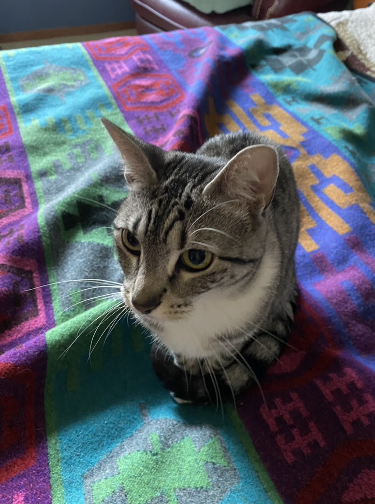 A gray tabby cat sitting upright on a rainbow patterened blanket.