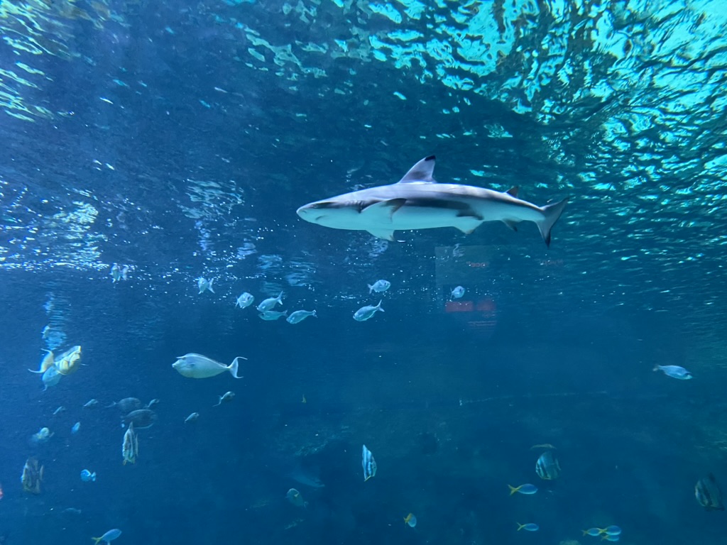A shark and some fish in blue water.